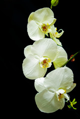 Fototapeta na wymiar White Orchid 