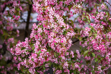 Fototapeta premium Close up of a branch of bright pink Cherry Blossoms wet from rain drops