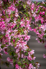 Naklejka premium Close up of a branch of bright pink Cherry Blossoms wet from rain drops