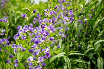 Close up of false indigo 'purple smoke' flowers in a field