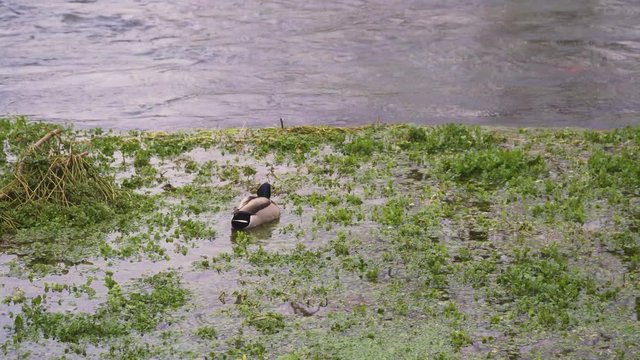 Some Beautiful Ducks Exploring Some Weeds In The Middle Of The River Yeo In Chegar Town Somerset, United Kingdom.