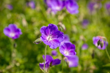 Close-up of blooming wild purple geranium flowers