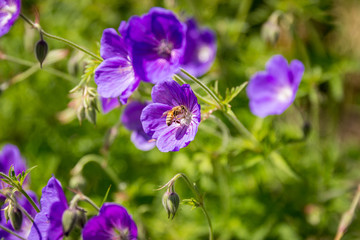 Close-up of blooming wild purple geranium flowers with a bee collecting pollen