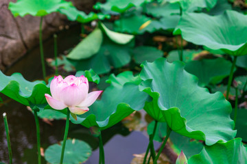lotus in the pond