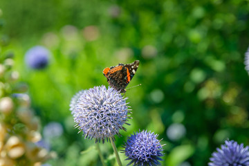 Close up of Red Admiral Butterfly perched on top of a blue Globe Thistle