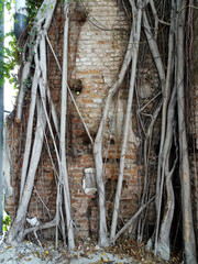 Tree roots spread through the red brick wall