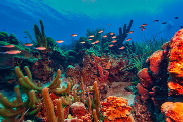 Beautiful vibrant healthy coral reef with schooling fish and brown chomis © Focused Adventures