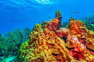 Beautiful vibrant healthy coral reef with schooling fish and brown chomis © Focused Adventures