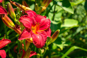 Close-up of stunning single bright red Daylily flower with yellow throat
