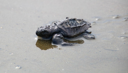 Oliver Ridley Turtles released back into the ocean