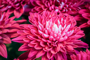 Pink Chrysanthemums in bloom in a garden