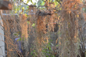 Brown flowers that affect the sun.