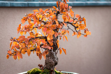 small bonsai tree changing colors at the Frederik Meijer Gardens during the fall