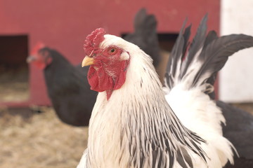 hen on farm