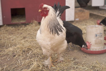 rooster and hens