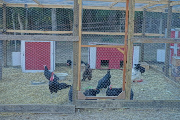 chicken coop © adamentia
