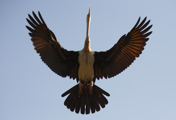 Fototapeta na wymiar Female Darter Flying directly overhead