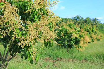 Mango trees in field with bunches of mango flowers.