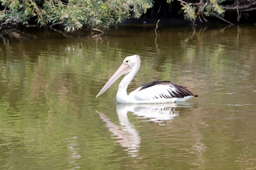 A Pelican Swimming