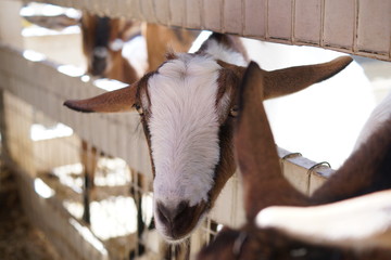 goat with head in fence