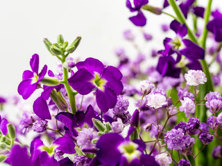 Fototapeta na wymiar Purple Mixed Flower Bouquet Macro Shot with White Background