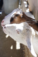 goats waiting to eat