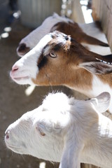 goats close up