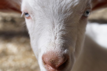 close up of goat face