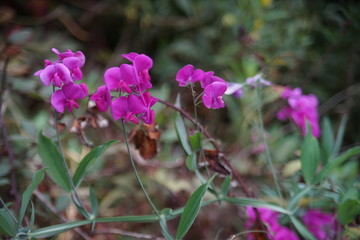 purple flowers in garden