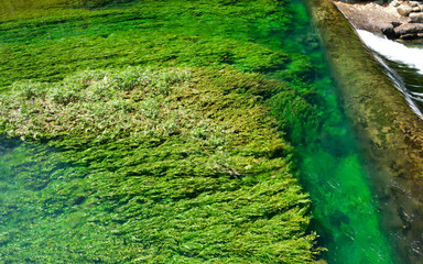 Brilliant green waterweeds in Fontaine-de-Vaucluse