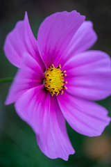 Obraz premium closeup of pink flower