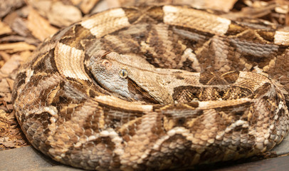 gaboon viper lays coiled and waiting