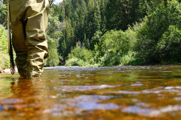 Fly fisherman wading in a shallow river and casting. - Powered by Adobe
