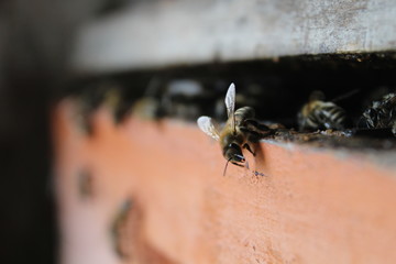 beekepers, apicultor, apicultura, abejita, abeja, life, vida