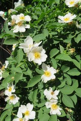Jasmine flowers blooming in the garden in spring