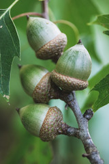 acorns on tree