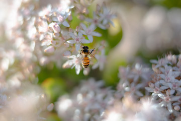 Beautiful blossom flowers and bee, close up. Spring is coming concept