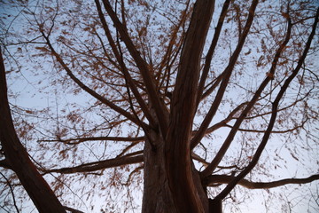 old redwood tree