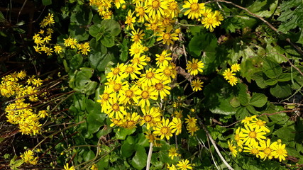 yellow flowers in garden
