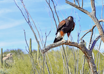 Harris's hawk on branch in desert