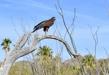 Harris's hawk on branch in desert