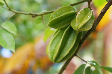 star fruit or carambola  on isolated background and Blurred background.