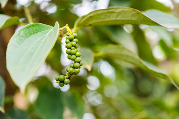 Black pepper plant growing at farm in Kep area, Cambodia, near Kampot City. A branch with green fruits and leaves. A close-up, selective focus