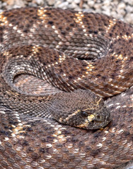 Mojave rattlesnake also known as Mojave Green, coiled with closeup of face, found in the Sonoran Desert Arizona and Mexico