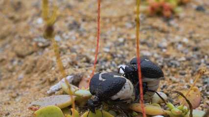 two insects, male and female mating during spring in the atacama desert