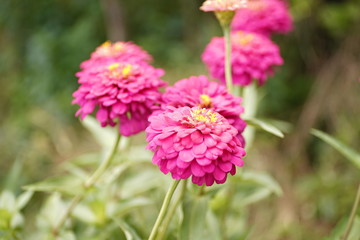 Bann Chuen (Scientific name: Zinnia violacea Cav.) Is a single leaf herbaceous plant with a bouquet of red, pink, orange, purple as an ornamental plant.