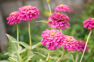 Bann Chuen (Scientific name: Zinnia violacea Cav.) Is a single leaf herbaceous plant with a bouquet of red, pink, orange, purple as an ornamental plant.