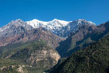 Obraz premium Pine Covered Hills and Snow Peaks