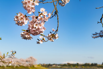 長沼フートピア公園満開の桜