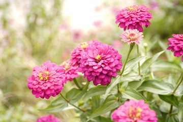Bann Chuen (Scientific name: Zinnia violacea Cav.) Is a single leaf herbaceous plant with a bouquet of red, pink, orange, purple as an ornamental plant.
